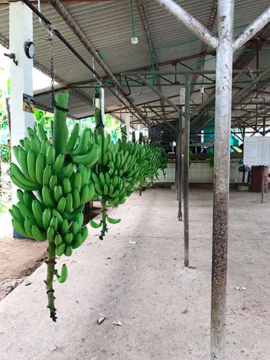 Bananas- Organic - Whispersholler Farms & Grocery